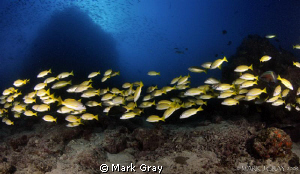 "Yellow line"...Yellow Snapper at Steve's Bommie, GBR by Mark Gray 